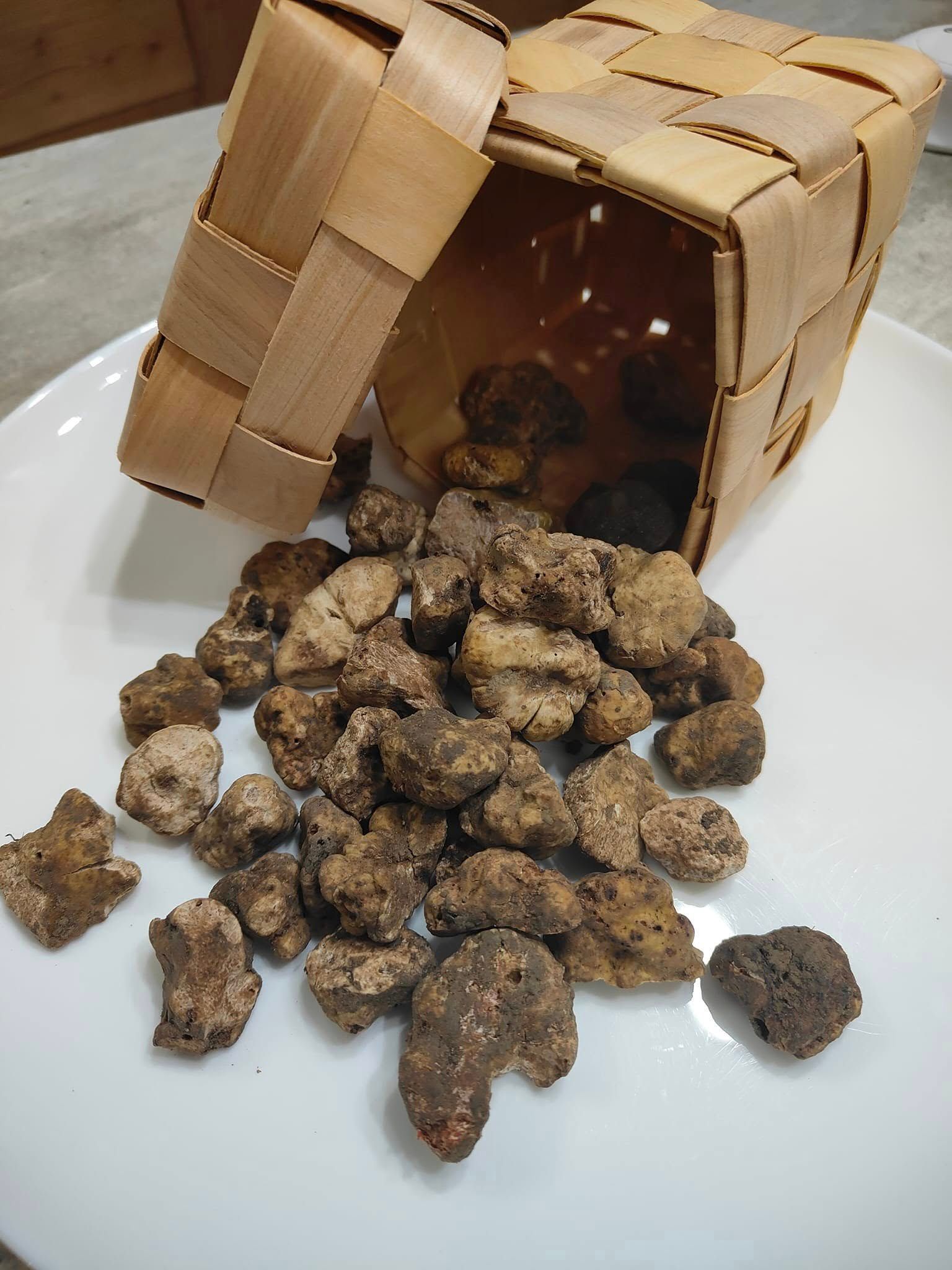 tartufo
