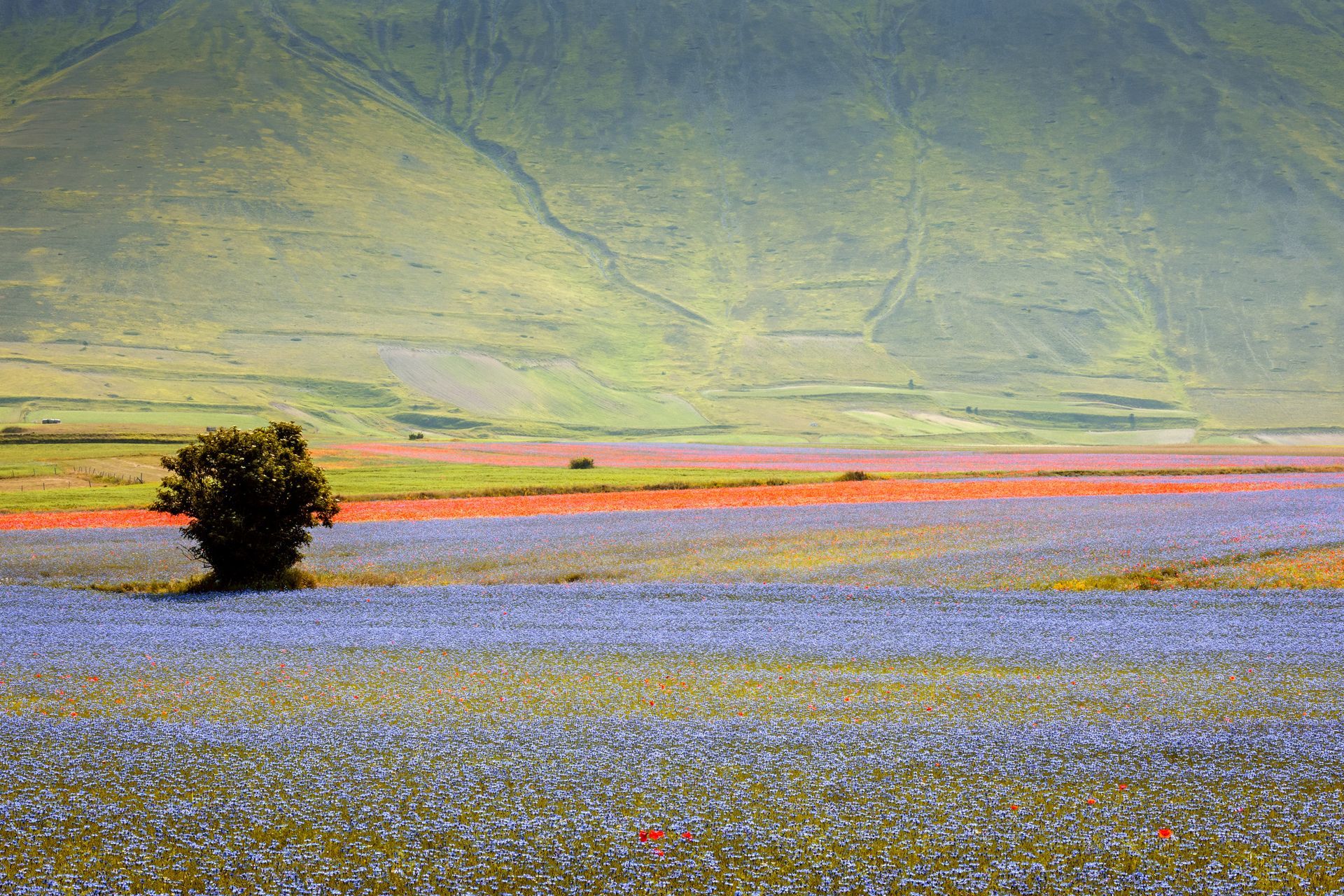 infiorata castelluccio norcia