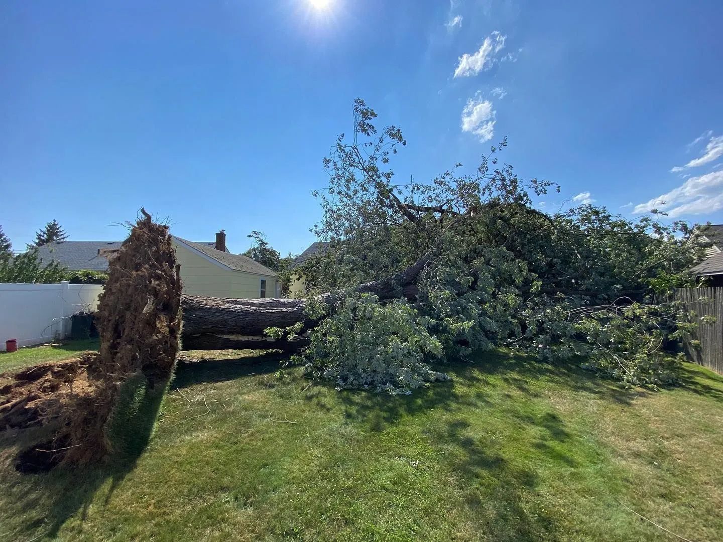 Warning Signs that a Big Tree Is at Increased Risk of Falling Down