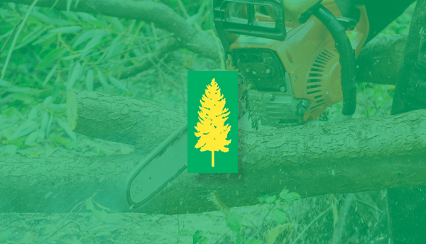 A person is cutting a tree with a chainsaw.