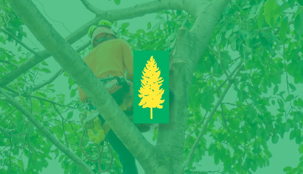 A man is climbing a tree with a chainsaw.