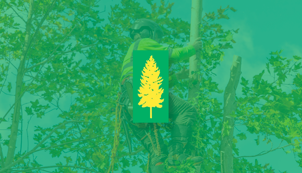A man is climbing a tree with a yellow pine tree on a green background.
