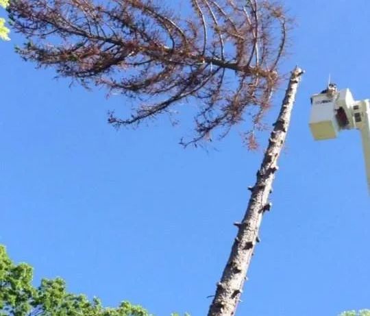A tall tree being trimmed by a worker in a bucket lift against a blue sky.