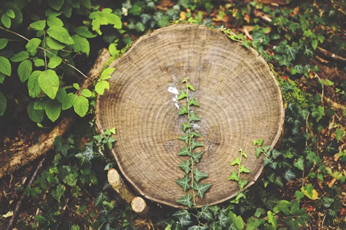 Tree stump surrounded by green leaves and vines in a forest setting