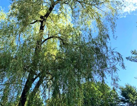 Looking up at a tree with lots of leaves against a blue sky.