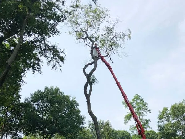 Person in cherry picker trimming a tree, blue sky, surrounded by green trees.