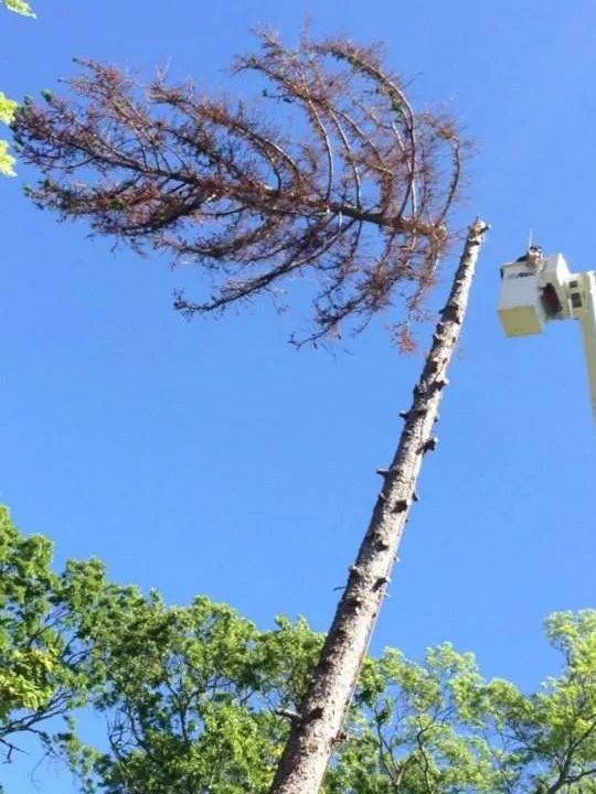 A tall tree being trimmed by a lift against a blue sky; the top branches are brown and dead.