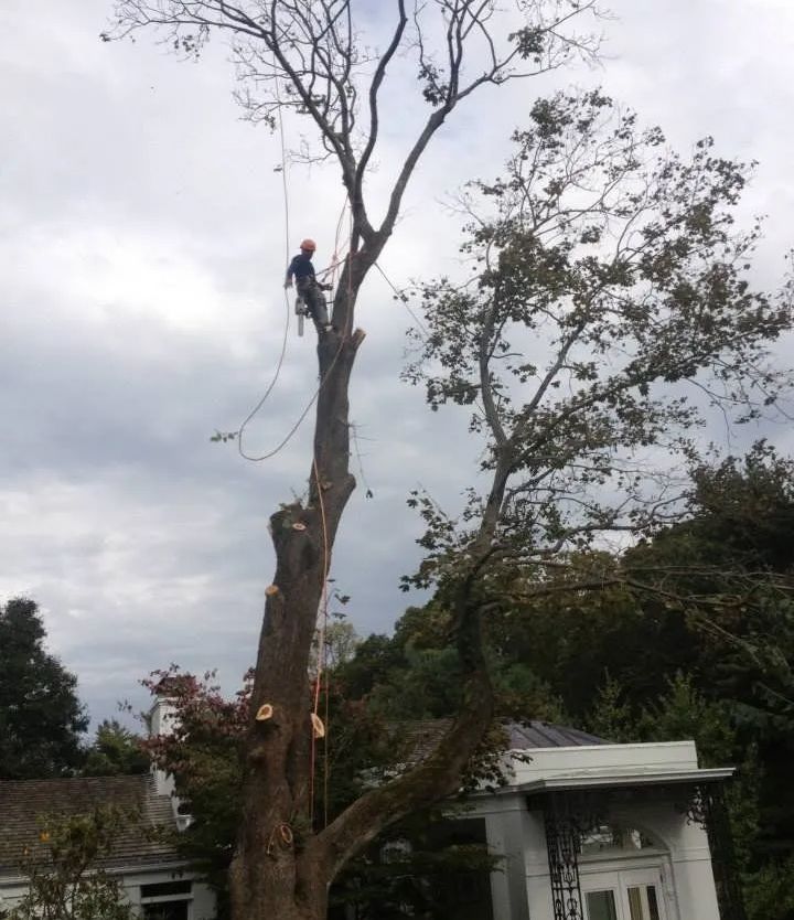 Arborist trimming a tall tree with ropes and safety gear near a house under a cloudy sky.