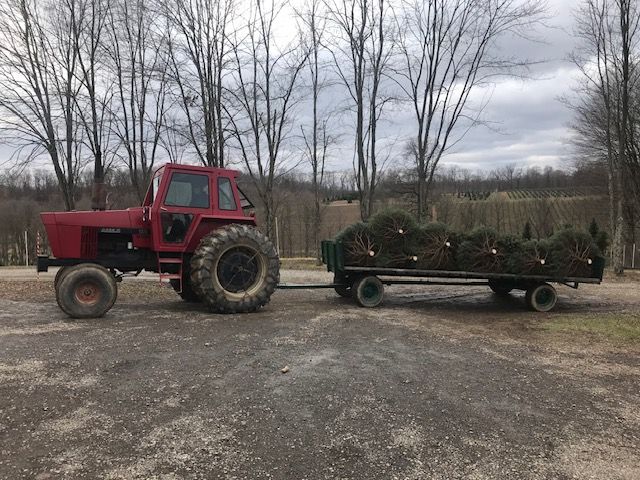 A red tractor is pulling a trailer full of christmas trees.