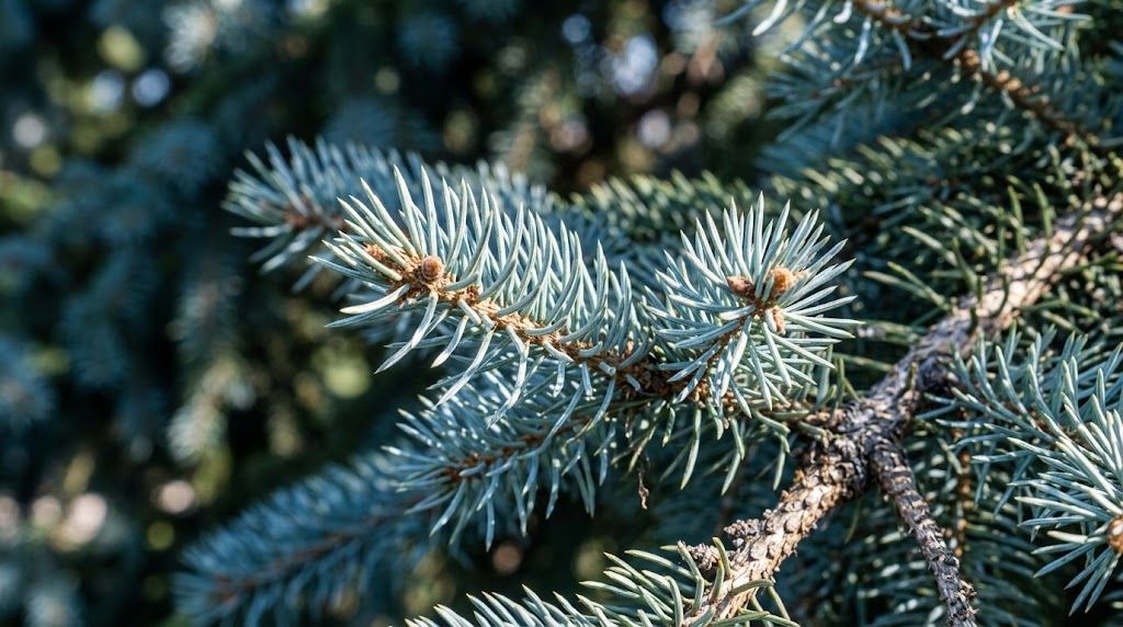 Close-up of Colorado blue spruce needles