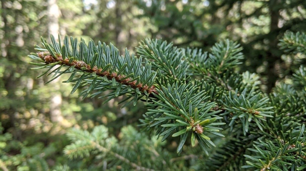 Close-up of soft Canaan fir needles