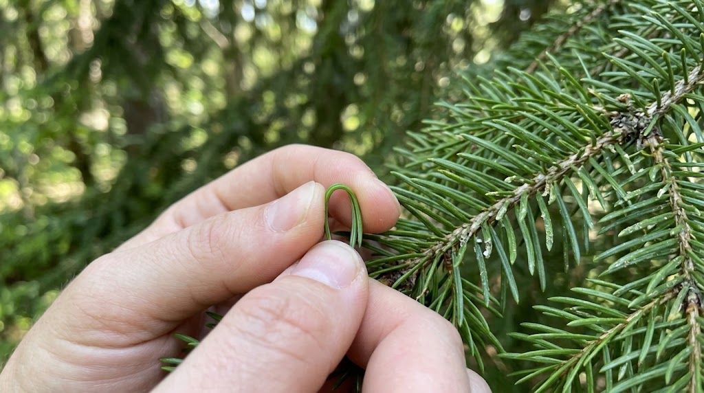 Checking Christmas tree freshness with the needle test