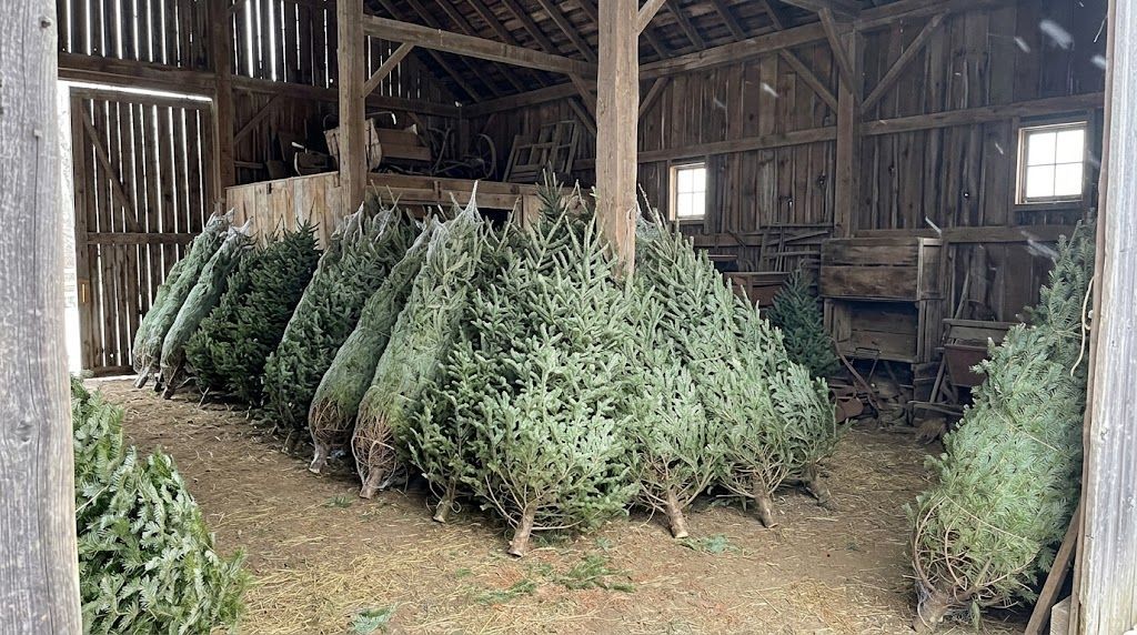 Pre-cut Canaan fir and Colorado blue spruce trees in a barn