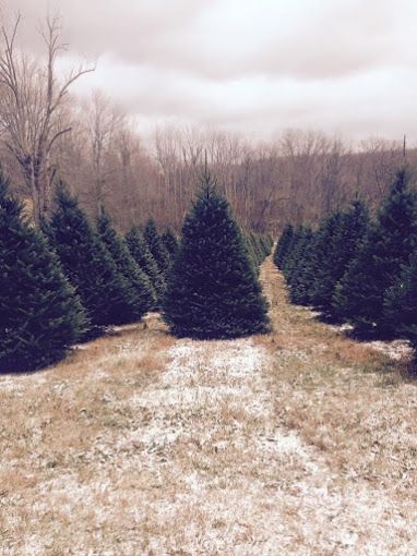 christmas tree farm