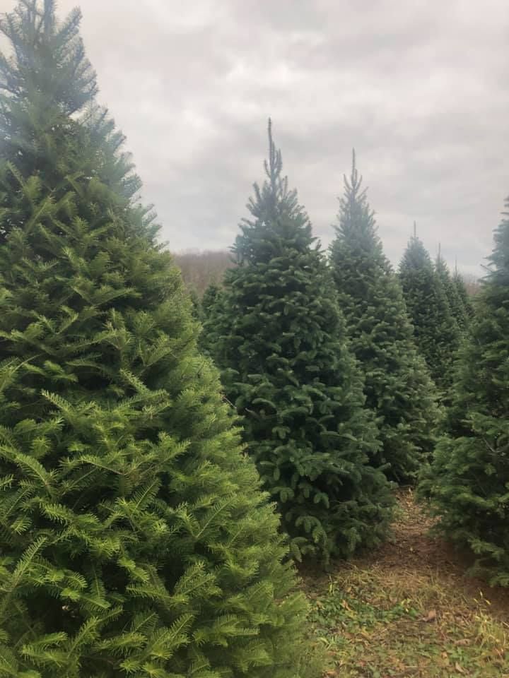 christmas tree farm