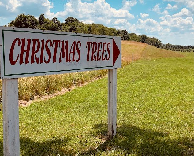christmas tree farm