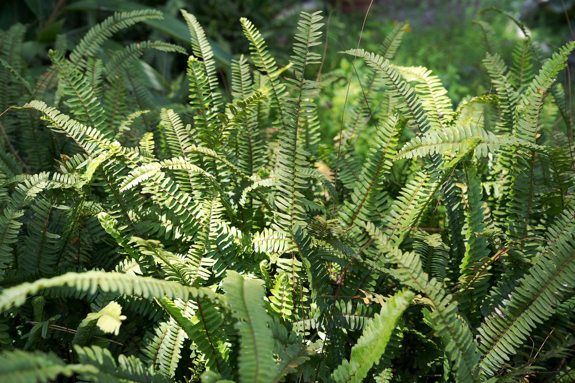 Fitte felci e fogliame verde in un lussureggiante giardino