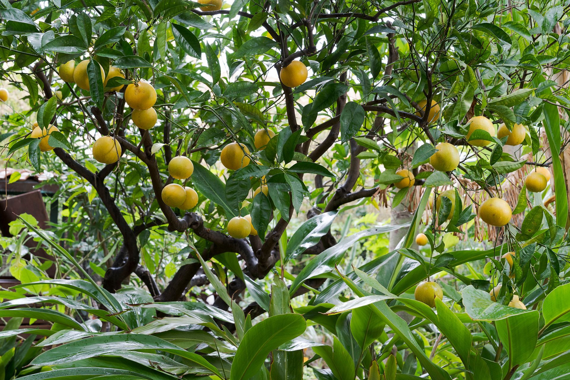 Zweige eines Obstbaums mit vielen gelben Zitrusfrüchten zwischen dichtem grünen Laub
