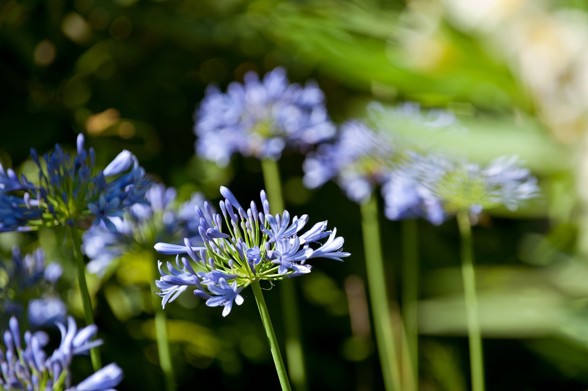 Lila Blüten blühen vor einem sanftgrünen Hintergrund