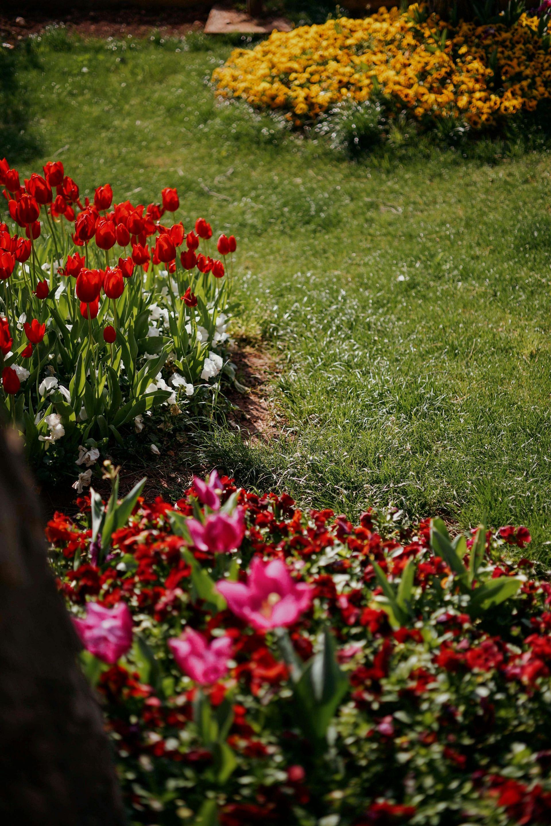Aiuole colorate costeggiano un sentiero erboso del giardino, orlato da fiori rossi, rosa e gialli.