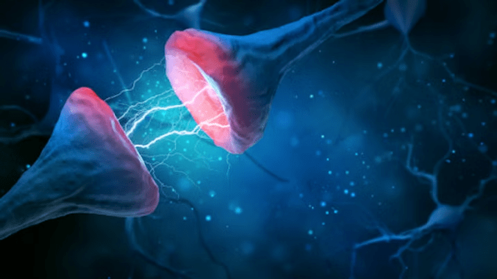 Two neurons, blue and red, with an electrical charge across the synapse.