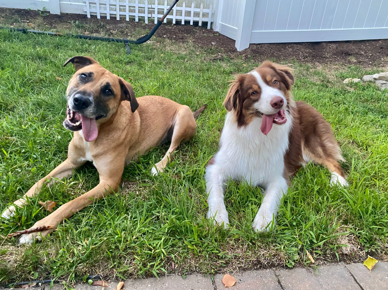 Two dogs lying on grass, a tan dog and a brown-and-white dog, near a white fence.