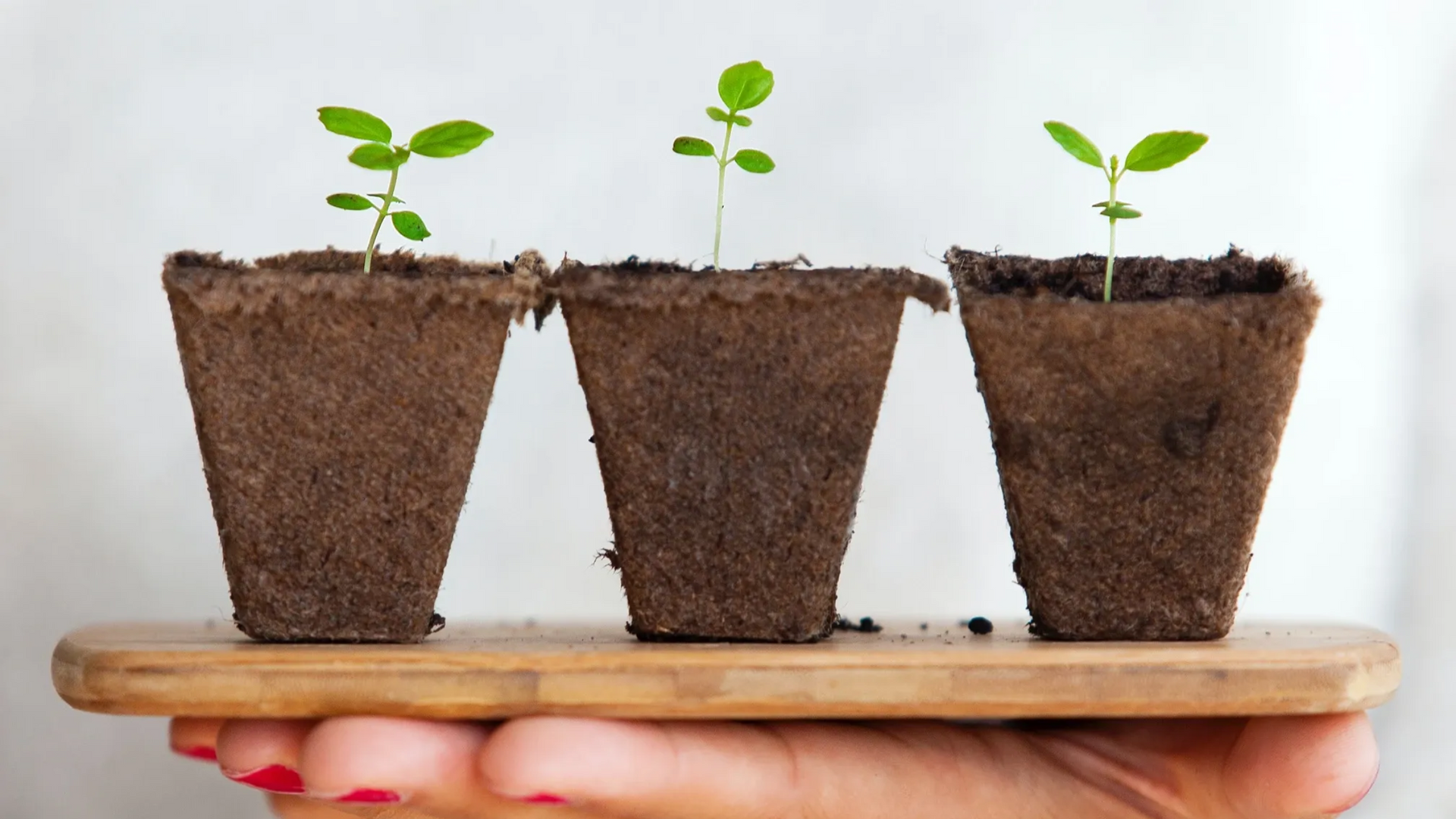 Hand holding a wooden tray with three small pots of sprouting plants.