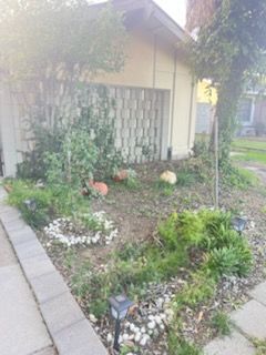 Front yard garden with shrubs, white flowers, and decorative rocks beside a house wall