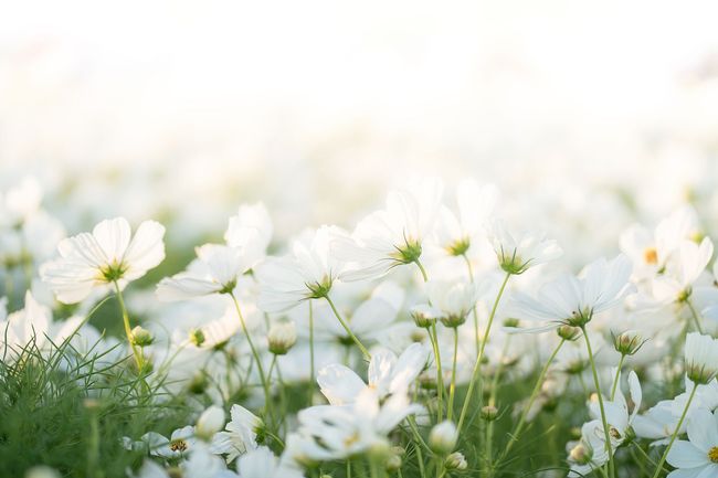 A field of delicate white cosmos flowers basking in soft, bright sunlight.