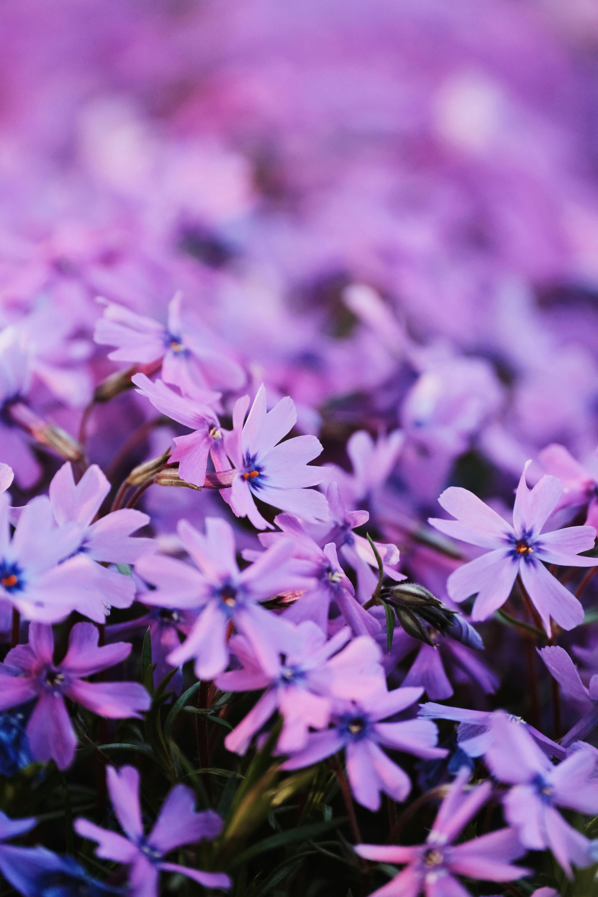 A close-up of numerous small, five-petaled purple phlox flowers with soft green stems, bathed in natural light.