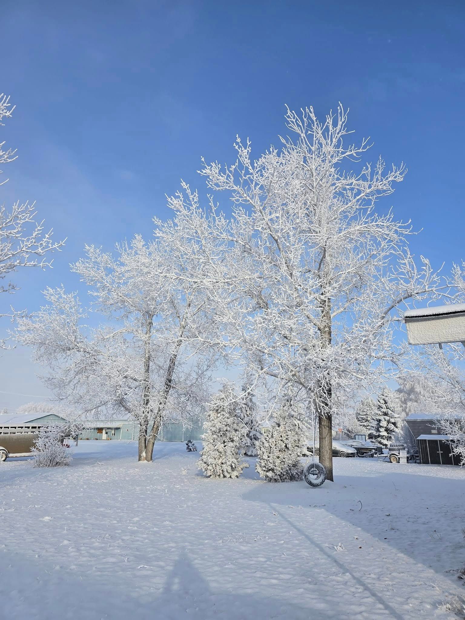 A snowy park with trees covered in snow and a blue sky