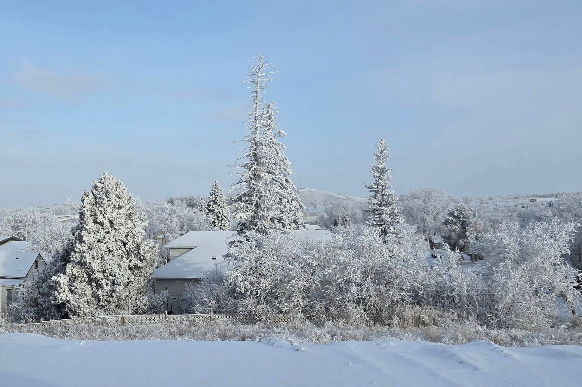 A snowy forest with trees covered in snow and a house in the background.
