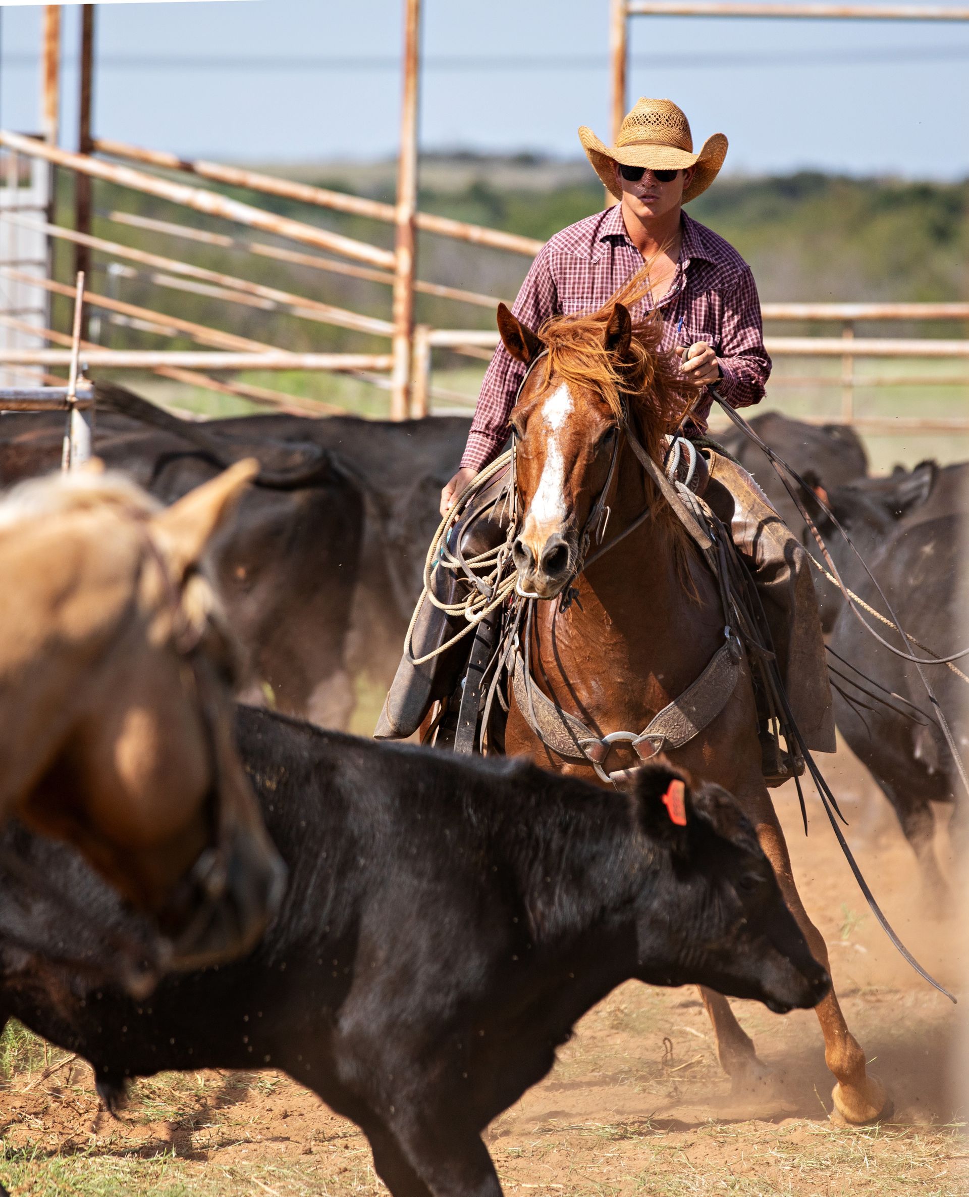 A man is riding a horse in a herd of cattle