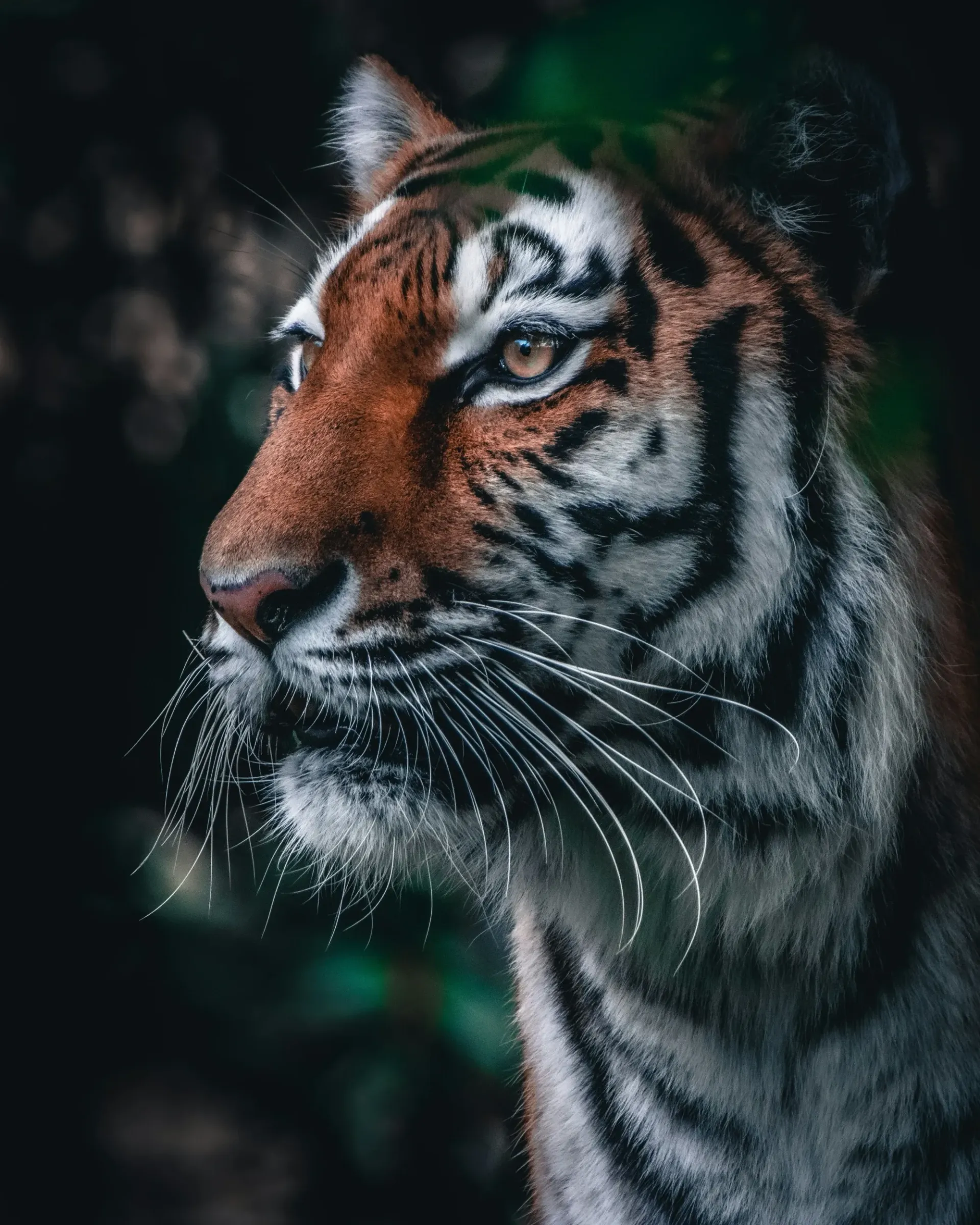 A close up of a tiger 's face in the dark.