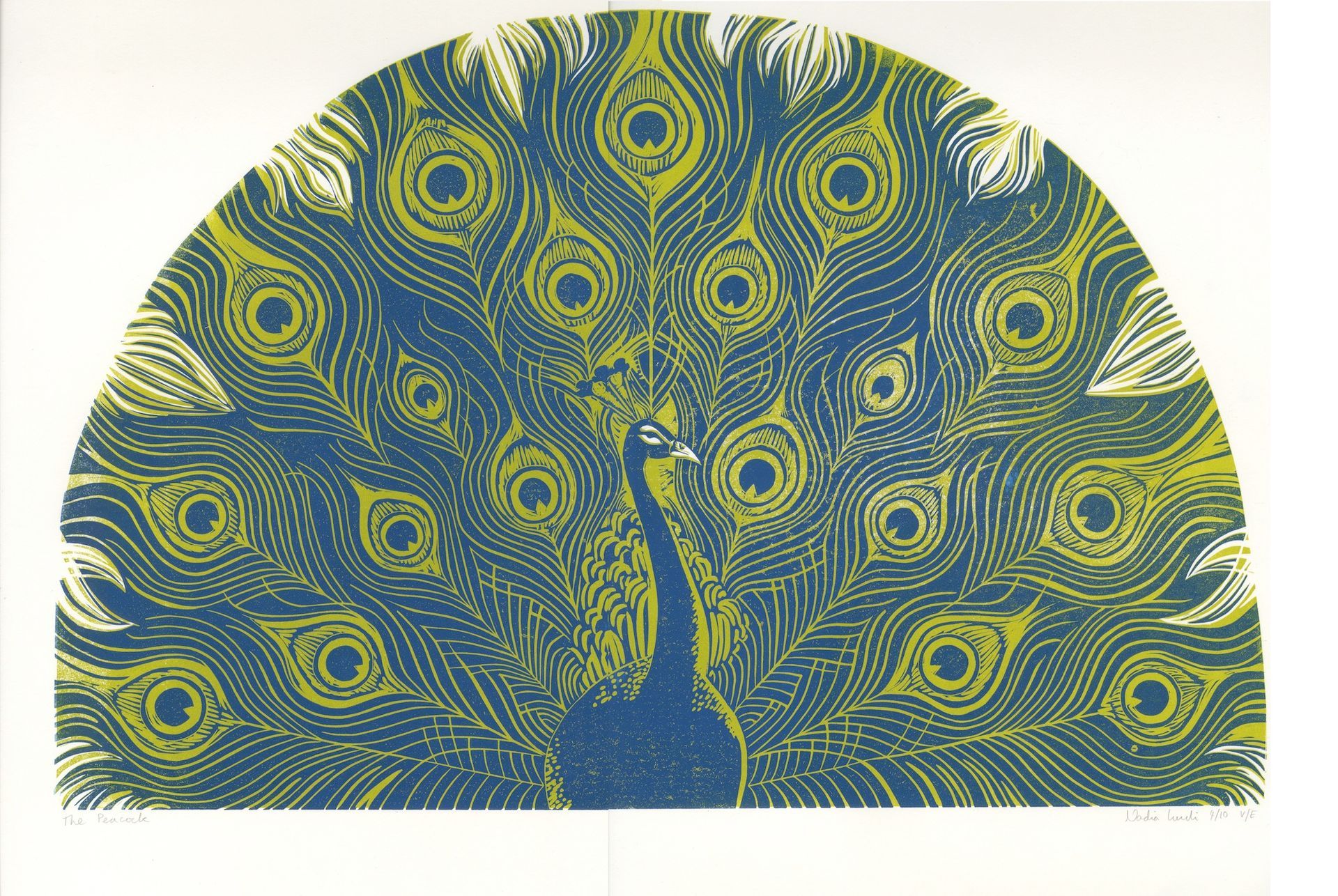 A bold lino cut of a peacock, tail open in a wide arc. Colours are a deep blue on an olive green