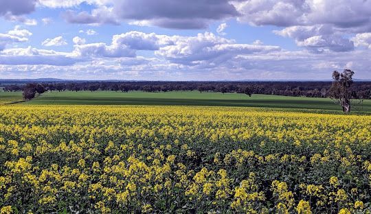 A Field Of Yellow Flowers With A Cloudy Sky — James Fast Freight in Walla Walla, NSW