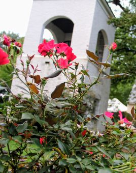 Azaleas near belltower