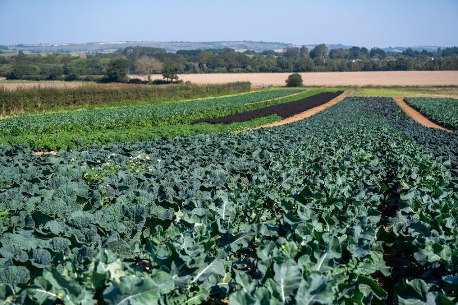 Rows of leafy green crops in a field with dirt paths and distant trees under a clear sky