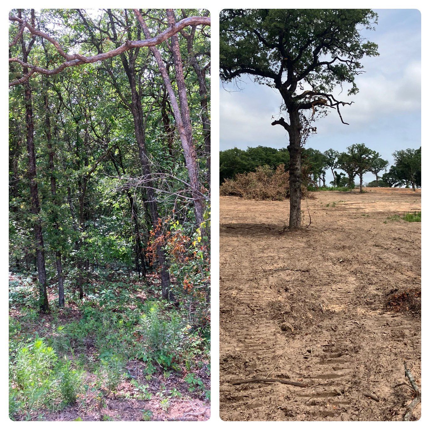 Side-by-side forest scenes: dense green woodland and a dry savanna with a lone tree.