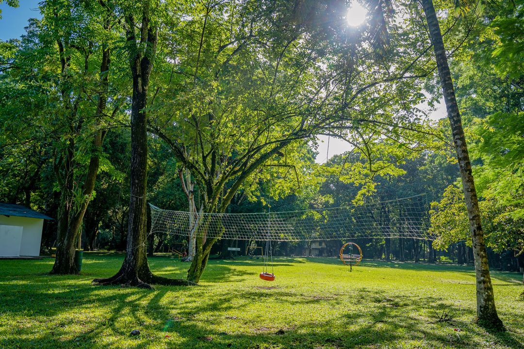 El sol brilla a través de los árboles de un parque.