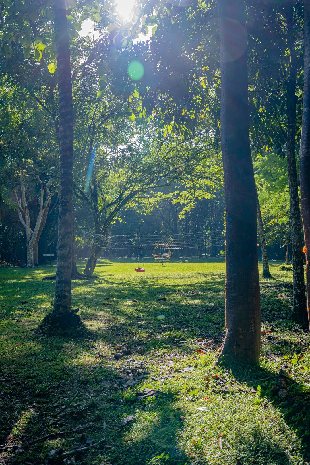 El sol brilla a través de los árboles de un parque.