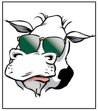 Cow wearing sunglasses. Black and white face with green tinted lenses.