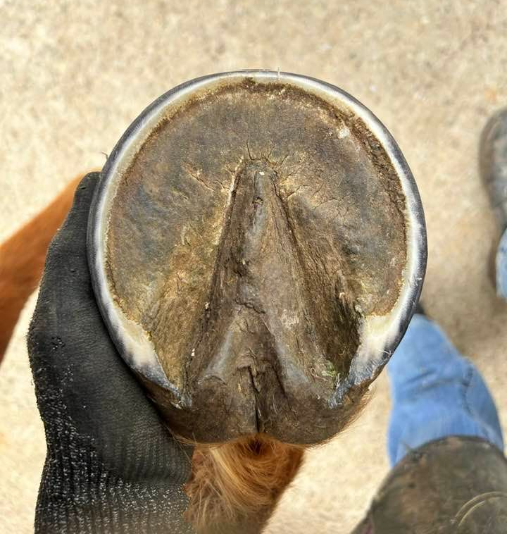 Hoof Health
