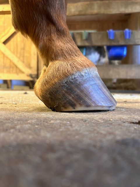 Barefoot Trimming