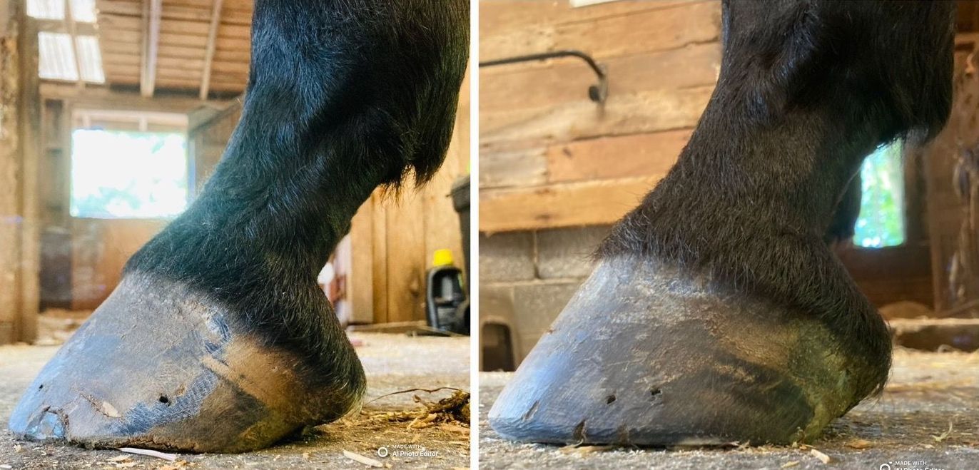 Holistic Hoof Care