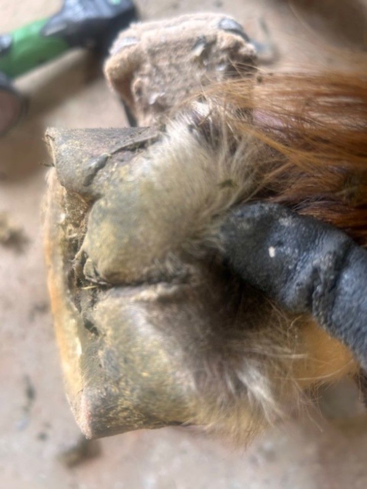 Hoof armor for horses