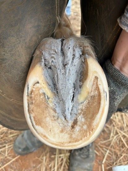 Thrush Infection treatment