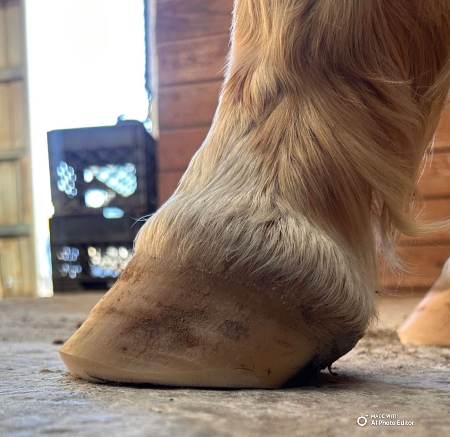 Horse Hoof Care Near Me