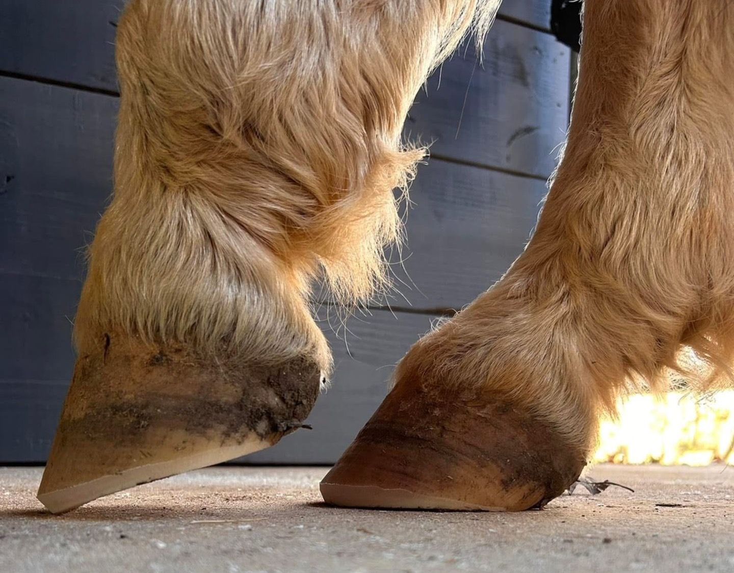 Emergency Farrier Services