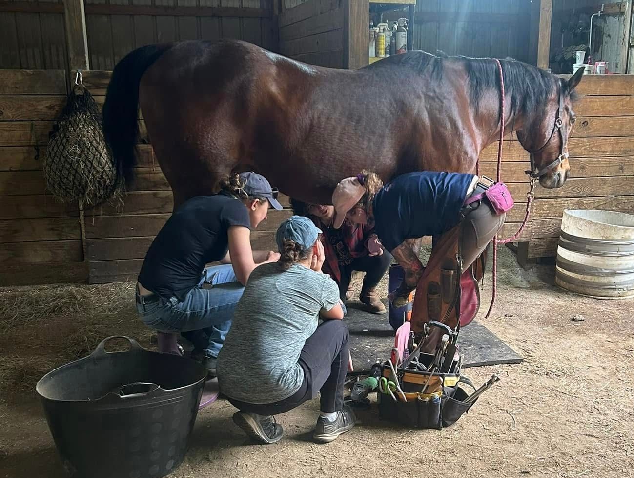 Alternative Farrier